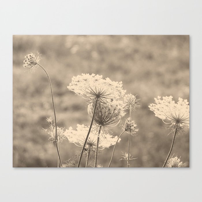 Lace in the Meadow Canvas Print