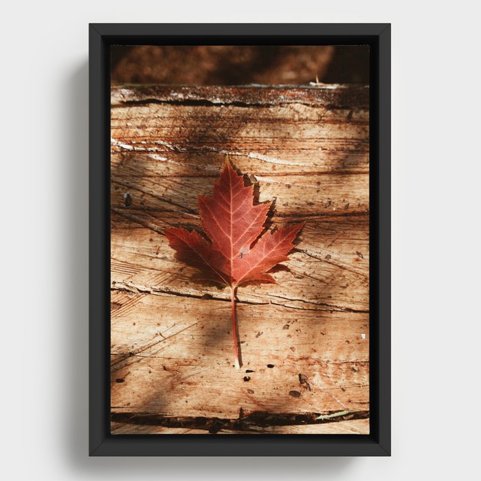 Autumn Leaf Framed Canvas