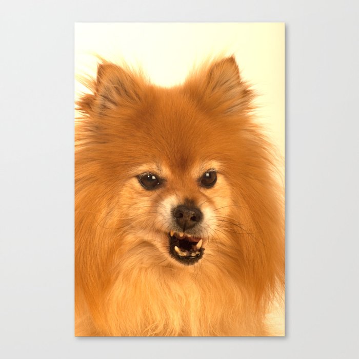 Angry Pomeranian dog Canvas Print