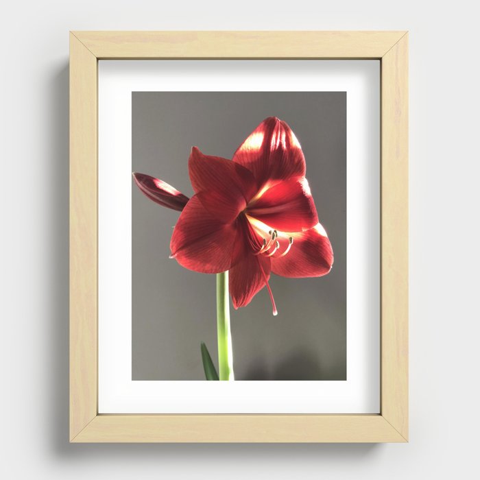 Amaryllis in the Sun Recessed Framed Print