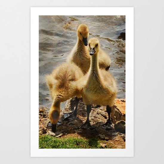 Birds Art Print