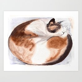 Curled Up Pure Siamese Cat Art Print