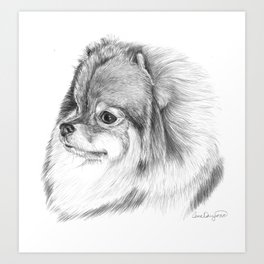 Pomeranian Art Print | Black and White, Pomeranian, Canine, Animal, Drawing, Spitz, Dog, Graphite, Realism 