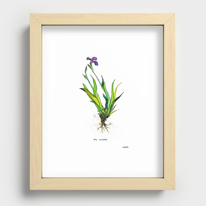 Iris hookeri Recessed Framed Print