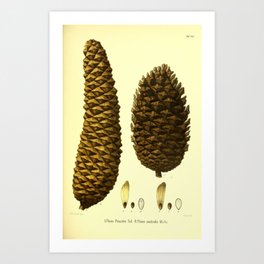 Botanical Pine Cones Art Print
