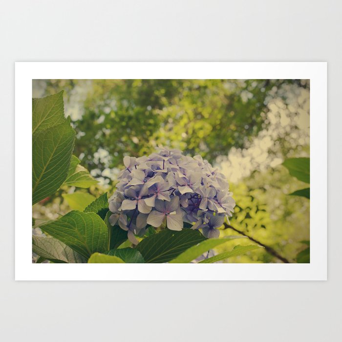 Hydrangea Flowers Art Print