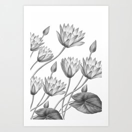 Water Lily Black And White Art Print