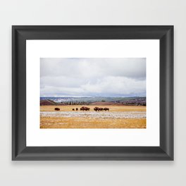 Bison roaming in Yellowstone  Framed Art Print