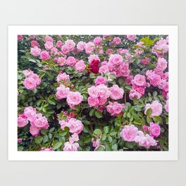 Pink Rose Garden  Art Print