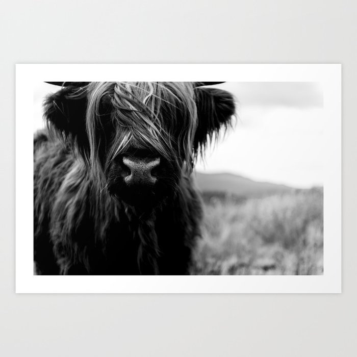 Scottish Highland Cattle - Black and White Animal Photography Art Print
