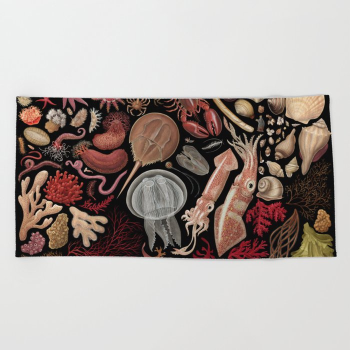 Intertidal Life of the North Atlantic (with species list) Beach Towel