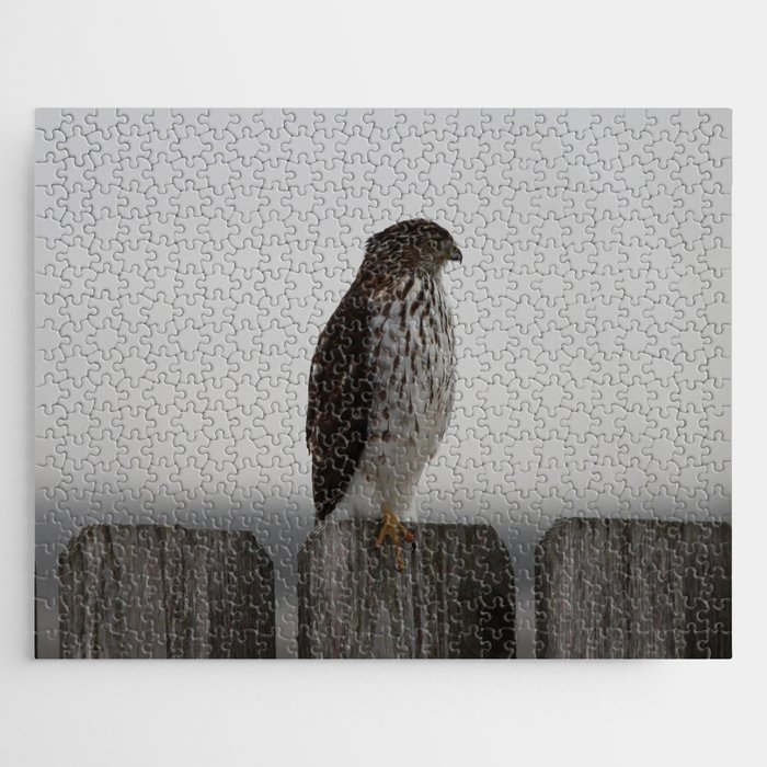 Red Tailed Hawk Jigsaw Puzzle
