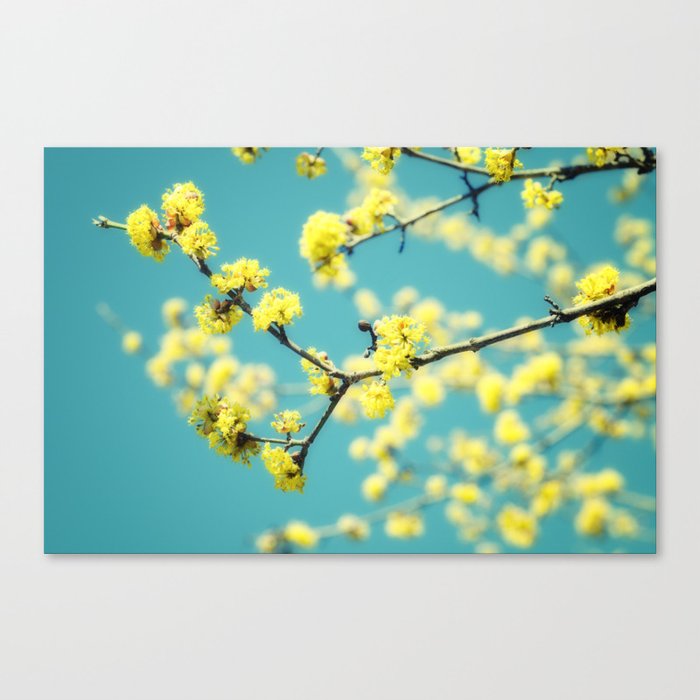 Yellow Spring blossoms Canvas Print