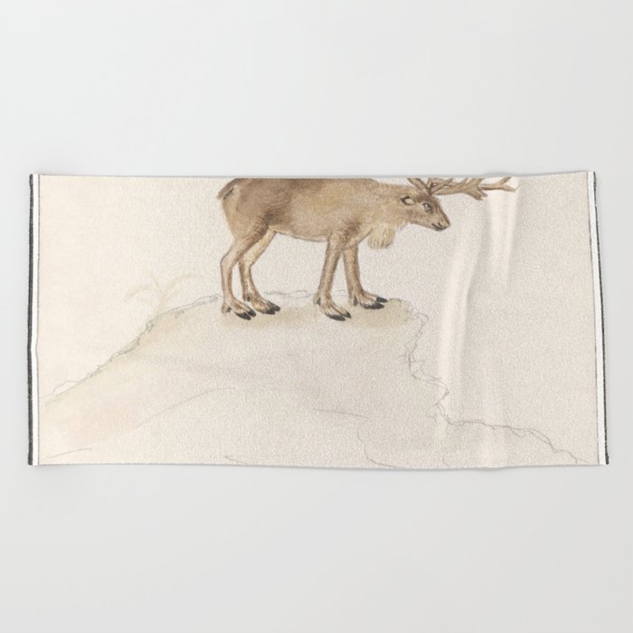 Reindeer, Rangifer tarandus  Beach Towel