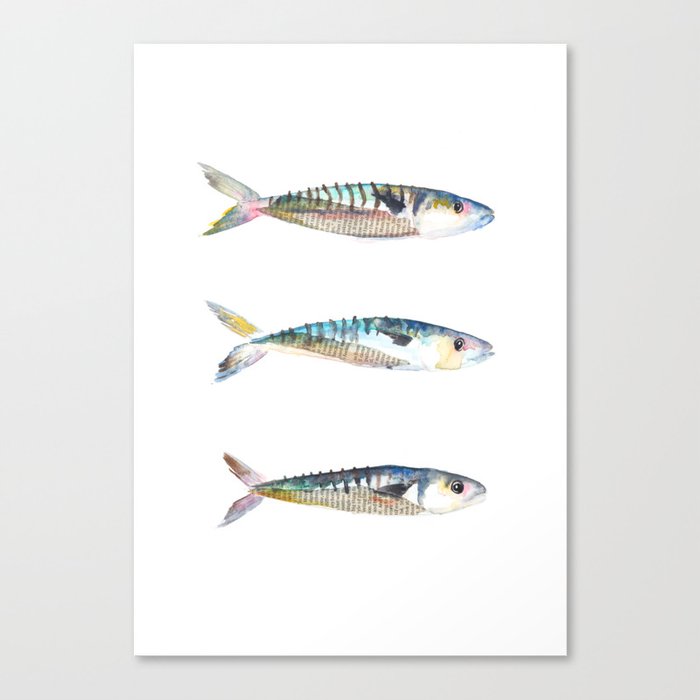 Mackerel Canvas Print