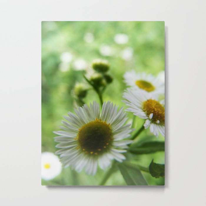All For You My Daisy  Metal Print
