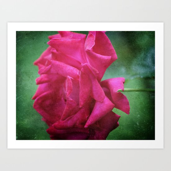 Rose Art Print