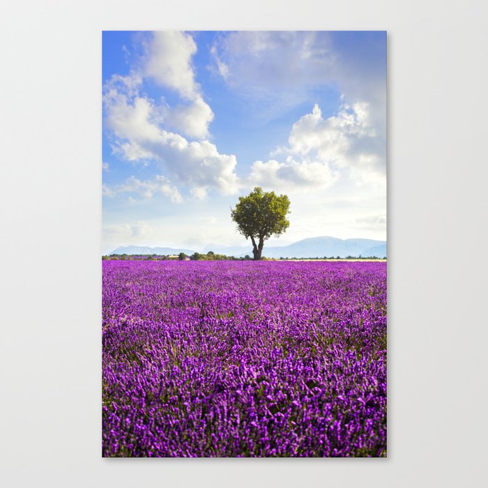 Lavender flower field and lonely tree. Provence, France Canvas Print