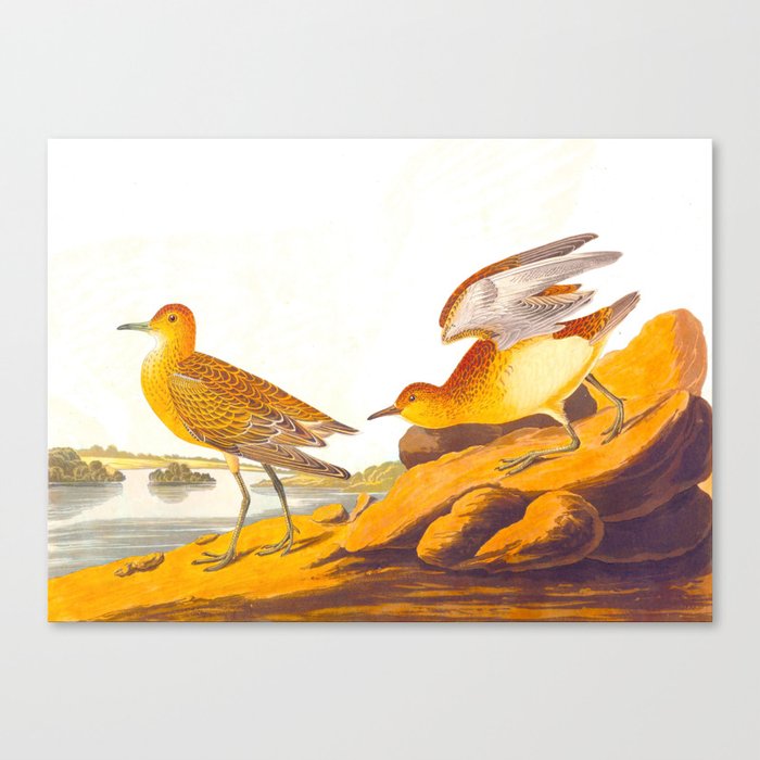 Buff-breasted Sandpiper Bird Canvas Print