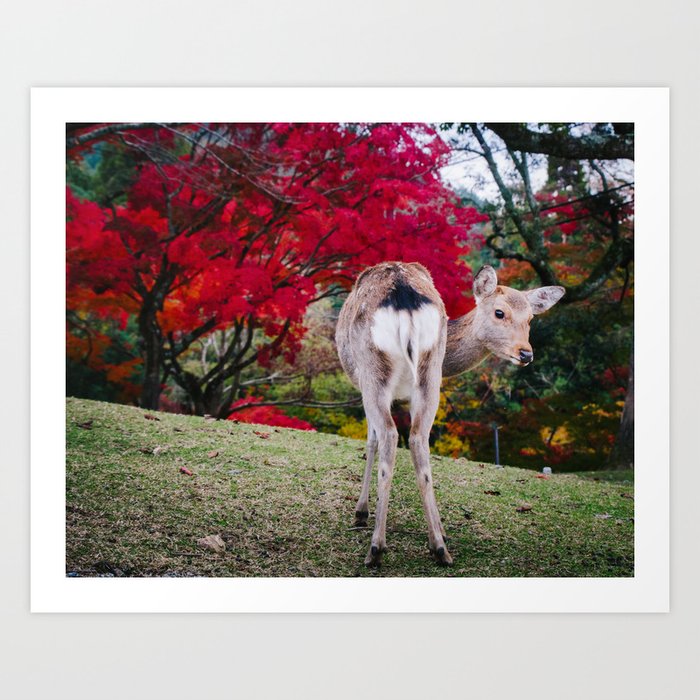 Deer in Nara Park Fine Art Print  • Travel Photography • Wall Art Art Print