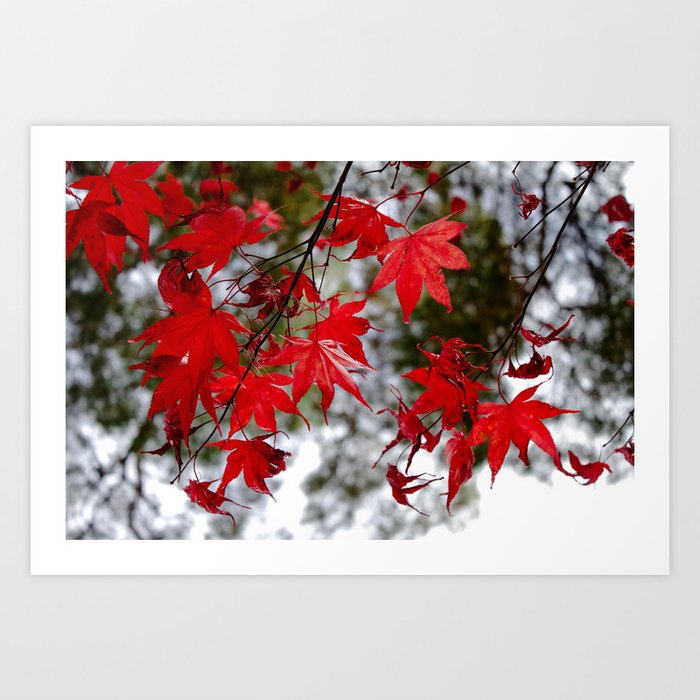 Red Kyoto Leaves Art Print