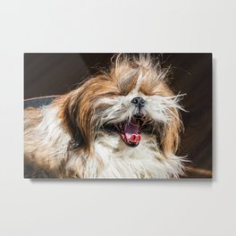 Shih tzu yawning laughing funny cute Metal Print | Fluffy, Dogportrait, Dog, Lapdog, Dogphoto, Curated, Shihtzu, Digital, Funnydog, Pet 