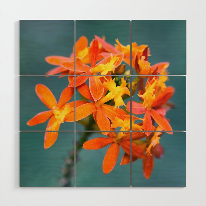 Beautiful Orchid Epidendrum Radicans Close Up Photography With Blue Background Wood Wall Art