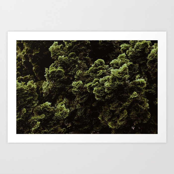 The Moss Pattern (Color) Art Print