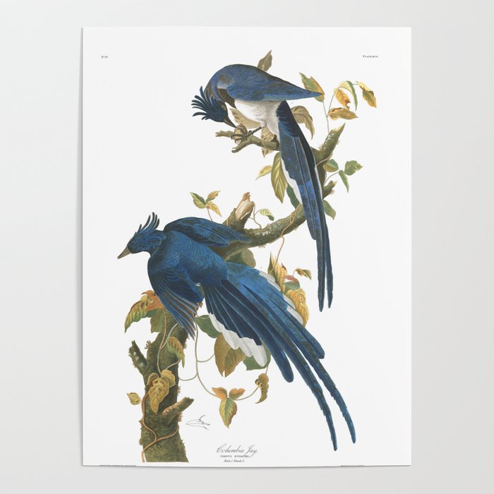 Columbia Jay (Audubon) Poster