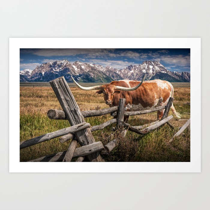 Texas Longhorn Steer with Wood Log Fence in Wyoming Pasture Art Print