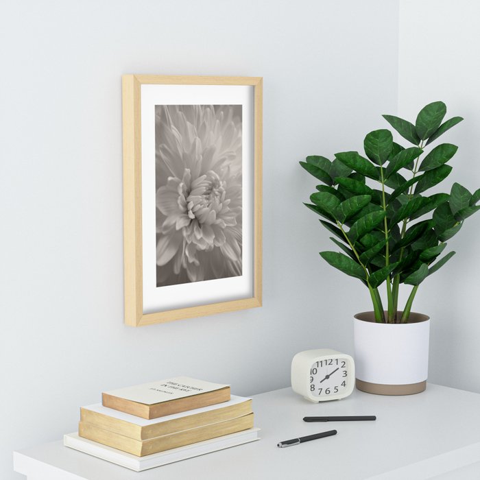 Monochrome chrysanthemum close-up Recessed Framed Print  |  society6.com