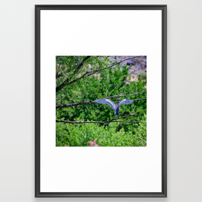 Great Blue Heron Landing - Southern Utah Framed Art Print
