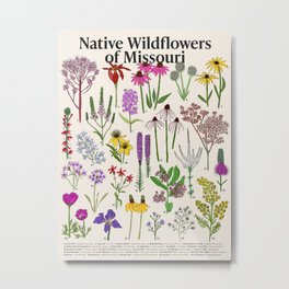 Native Missouri Wildflowers Metal Print