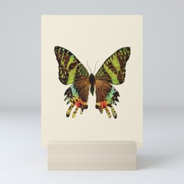Madagascan Sunset Moth Watercolor Vintage Butterfly  Mini Art Print
