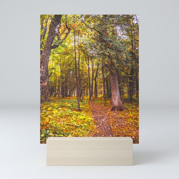 Autumn Forest | Travel Photography | Northern Minnesota Mini Art Print