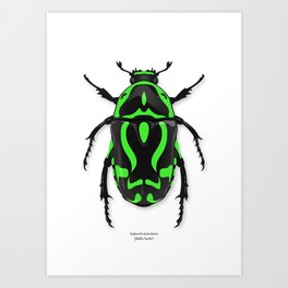 Fiddler Beetle Art Print