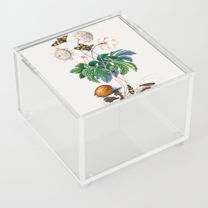 Double flower cultivar of Wood anemone, Painted handmaiden moth, Blister beetle, Spanish fly and Sawyer beetle from the Natural History Cabinet of Anna Blackburne  Acrylic Box