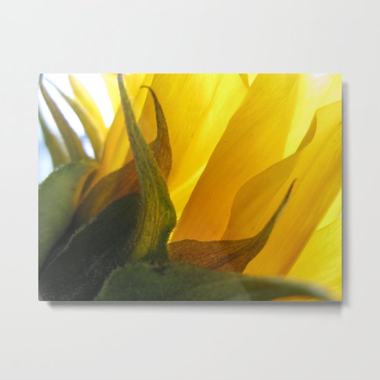 Sunflower 47 Metal Print