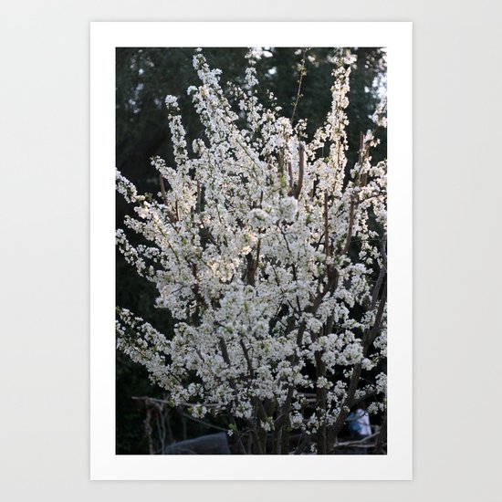 Plum in bloom Art Print