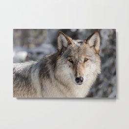 Yellowstone Wolf Portrait Metal Print | Yellowstone, Montana, Portrait, Wildlife, Photo, Animal, Rockymountains, Wolf, Wyoming, Nationalpark 