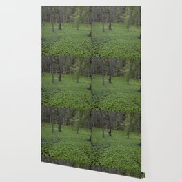 Swedish forest Wallpaper