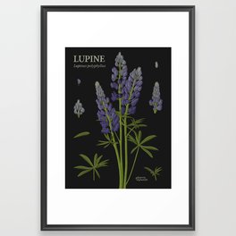 Botanical Lupine (Black) Framed Art Print