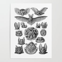 Ernst Haeckel Bats Poster