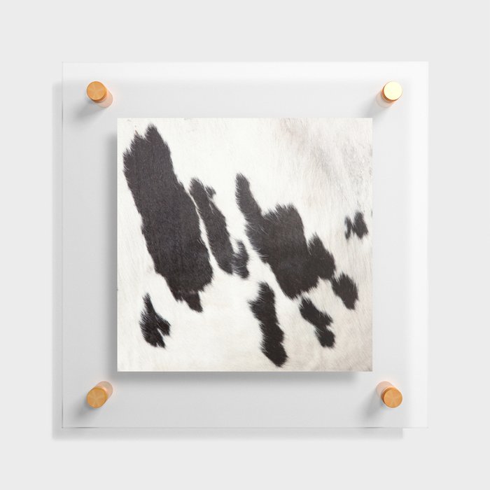 Black and White Cowhide, Cow Skin Print Pattern Floating Acrylic Print