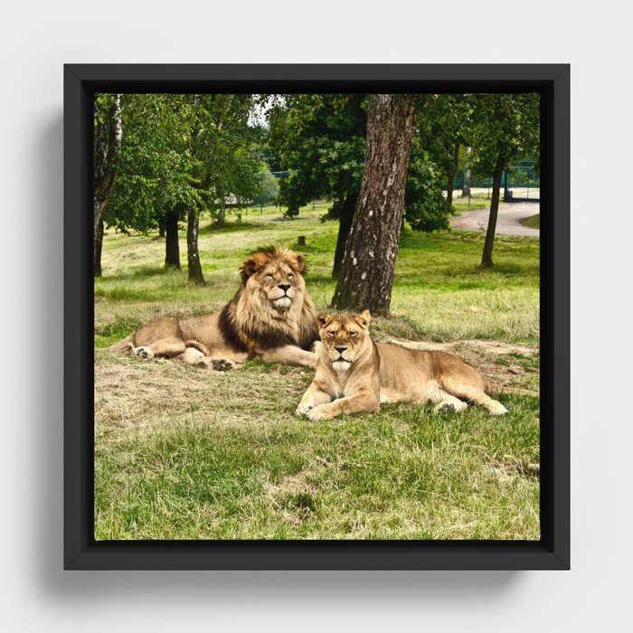 South Africa Photography - Two Beautiful Lions Laying On The Grass Framed Canvas