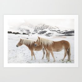 Norwegian Fjord Horses in Alpe di Siusi Art Print