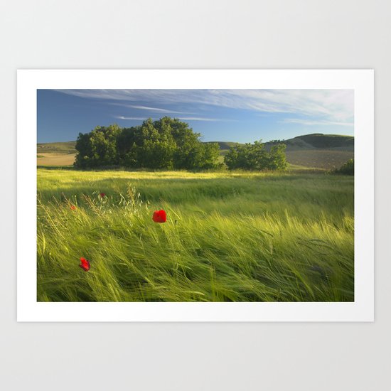 lonely poppies at the fields Art Print