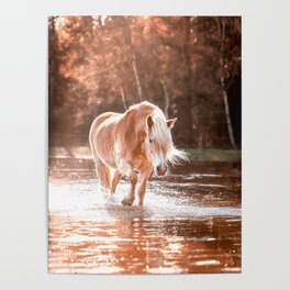 Horse in the water during golden hour | Haflinger | The Netherlands | Animal Poster