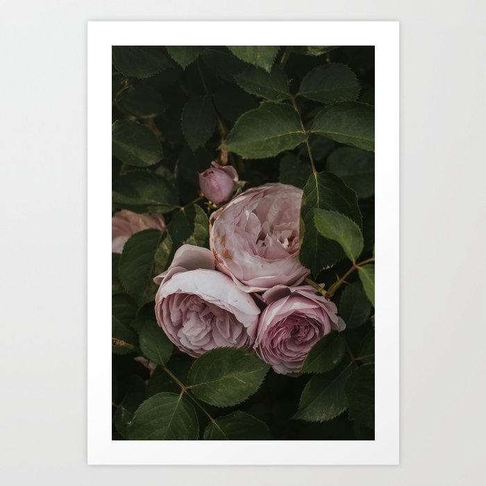 Withered Beauty Art Print