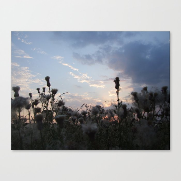 Dusk with Thistles Canvas Print